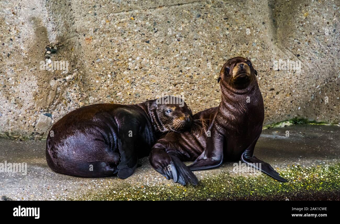 Primo piano di un bambino california sea lion coppia insieme, sociale il comportamento di tenuta, orecchie specie tenuta dall America Foto Stock
