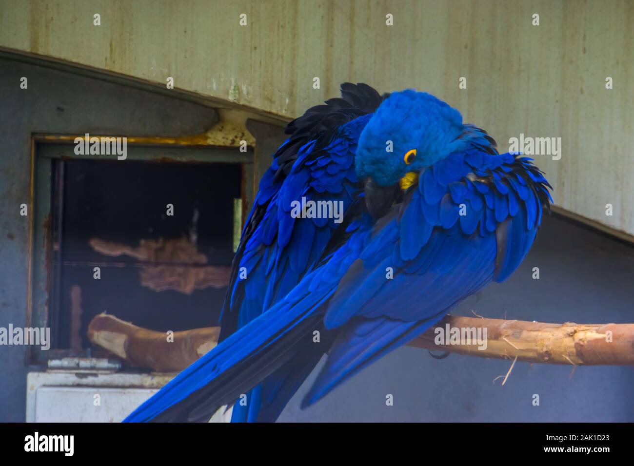 Primo piano di un Ara Giacinto preening le sue piume, tipico comportamento degli uccelli tropicali, blue parrot specie dal Sud America Foto Stock