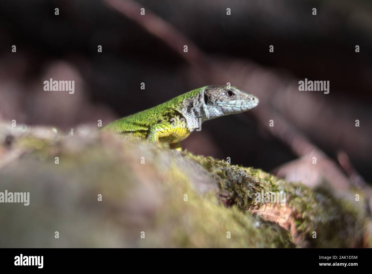 Piccola lucertola verde in erba su muschio, luce del sole, fondo scuro Foto Stock