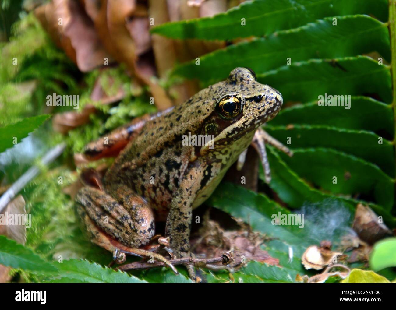 Northern Red-gambe Rana Foto Stock