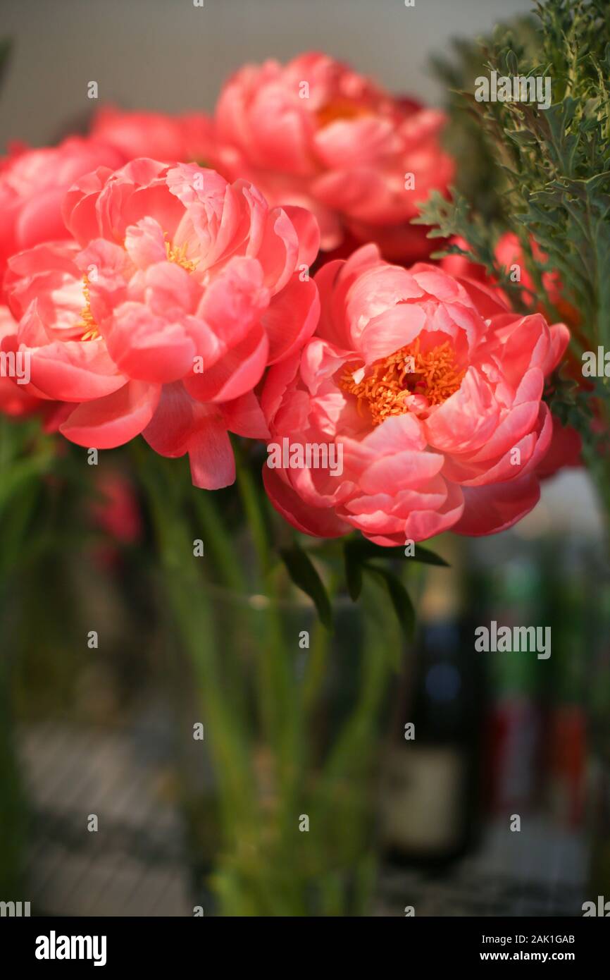 Bella peonie rosa, fiori in fiore Foto Stock