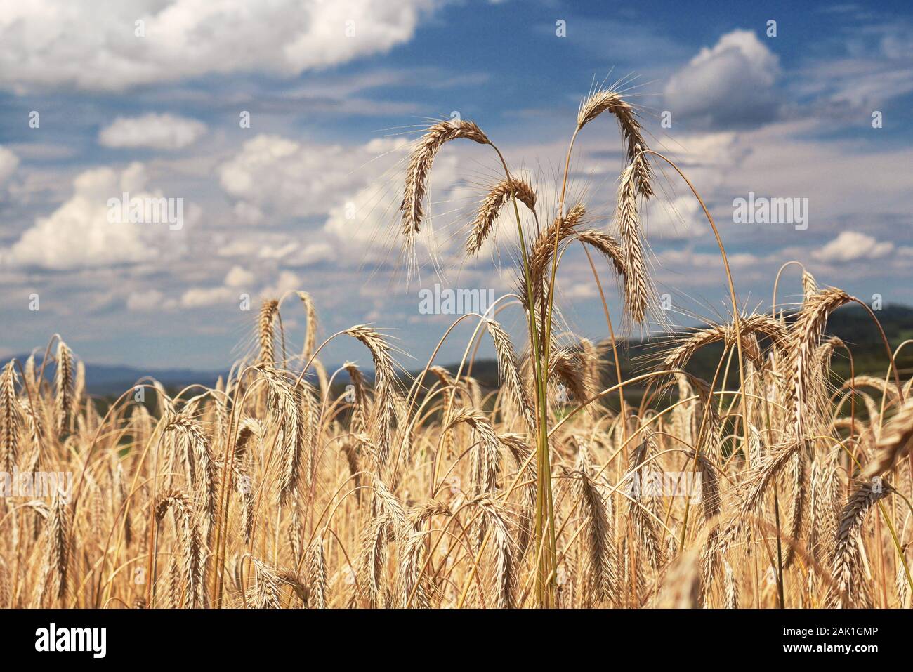 Campo della Segale (campo di cereali con organici segala) - oro-colorato, cielo blu con nuvole Foto Stock