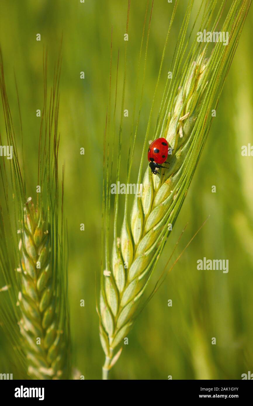 Red Ladybug nel settore dei cereali (sull'orecchio di triticale), sfondo verde Foto Stock