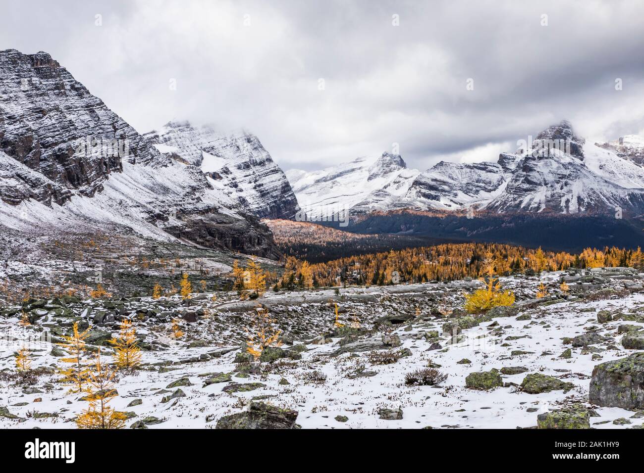 Alpine larici, Laryx lyallii, e picchi drammatici visto dal Plateau Opabin nel settembre nel Parco Nazionale di Yoho, British Columbia, Canada Foto Stock