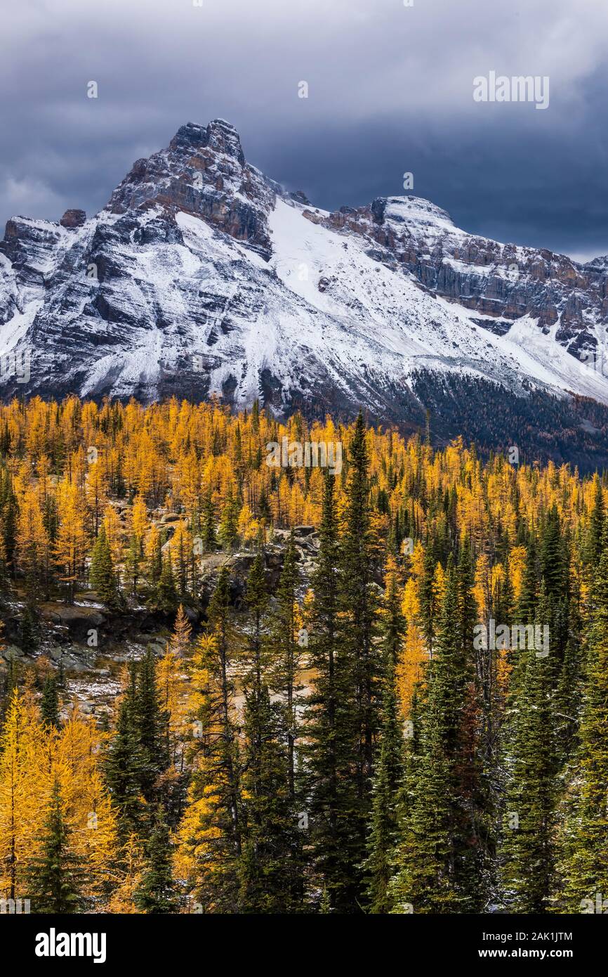 Alpine larici, Laryx lyallii e Cattedrale Mountain vista dal Plateau Opabin nel settembre nel Parco Nazionale di Yoho, British Columbia, Canada Foto Stock