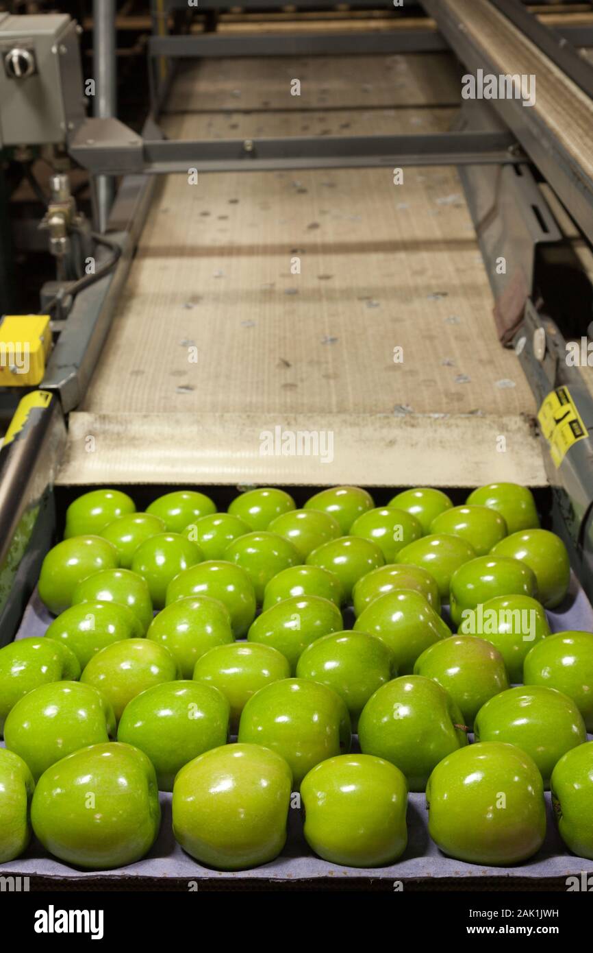 Fresche, mele verdi in una frutta confezionamento magazzino Foto Stock