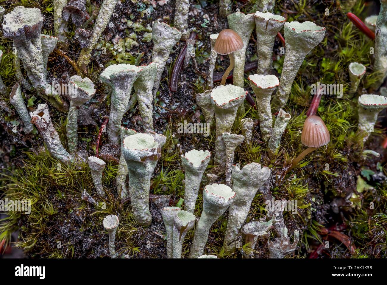Pixie tazza di licheni, Cladonia spp., anche noto come calice licheni, vicino al lago di O'Hara nel settembre nel Parco Nazionale di Yoho, British Columbia, Canada Foto Stock