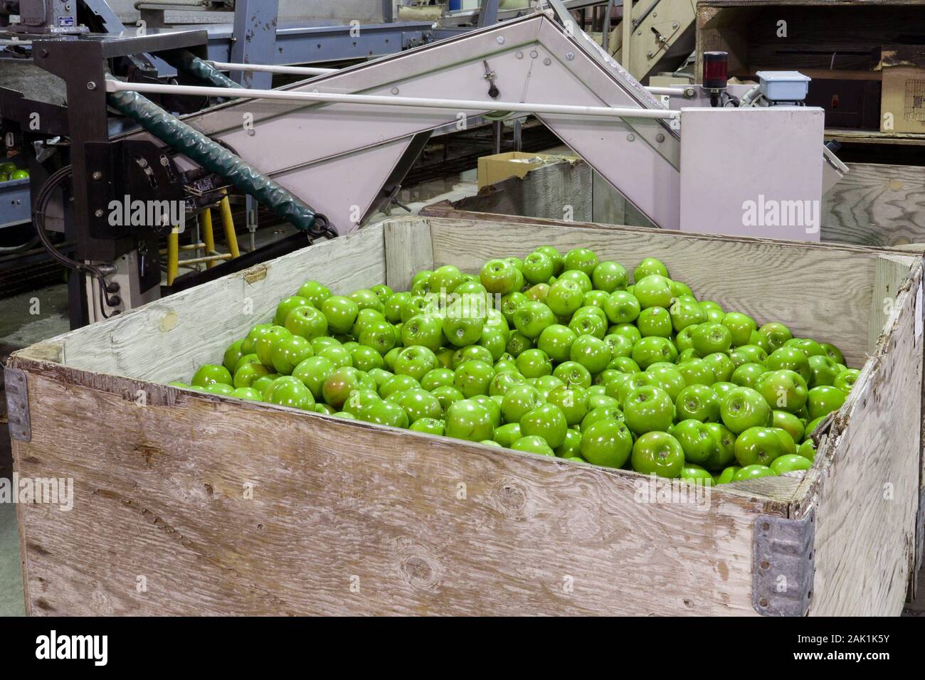 Fresche, mele verdi in una frutta confezionamento magazzino Foto Stock