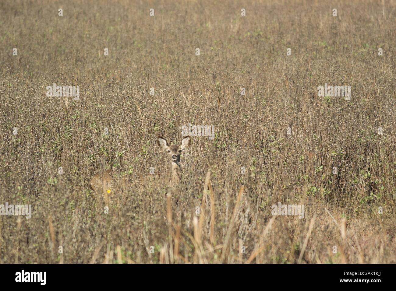 Wild Mule Deer con formiche, grumi e testa visibili, camuffati da lunghe erbe secche, guardando il fotografo. Foto Stock