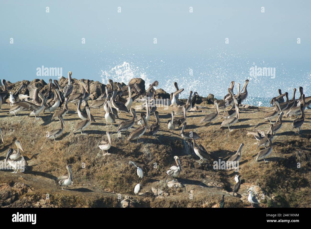 Grande gregge di Pellicani marroni su una roccia nell'Oceano Pacifico. Onda che si blocca sullo sfondo Foto Stock