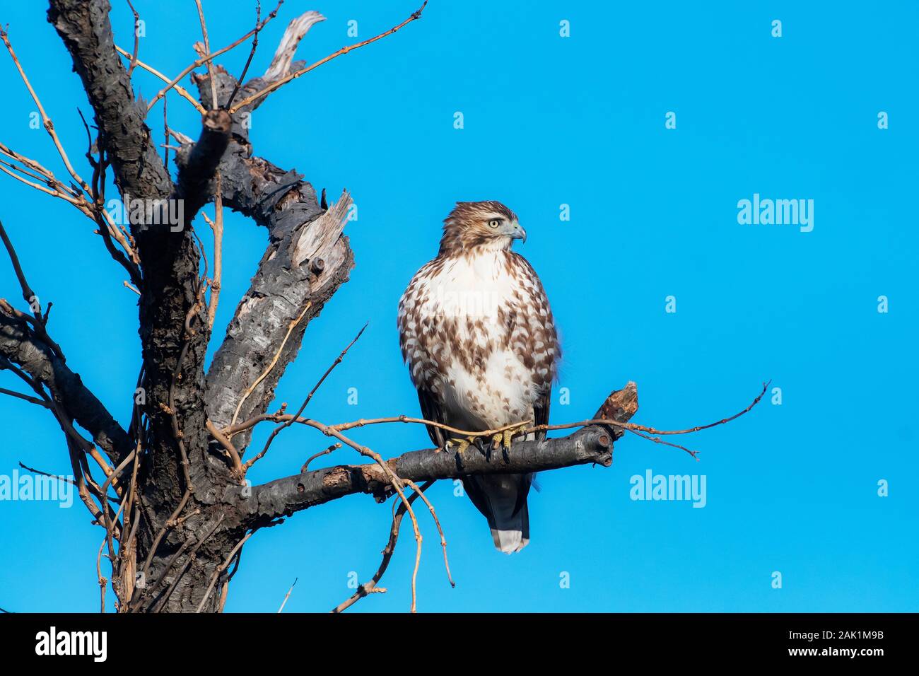 Red-tailed hawk guardando dal pesce persico Foto Stock