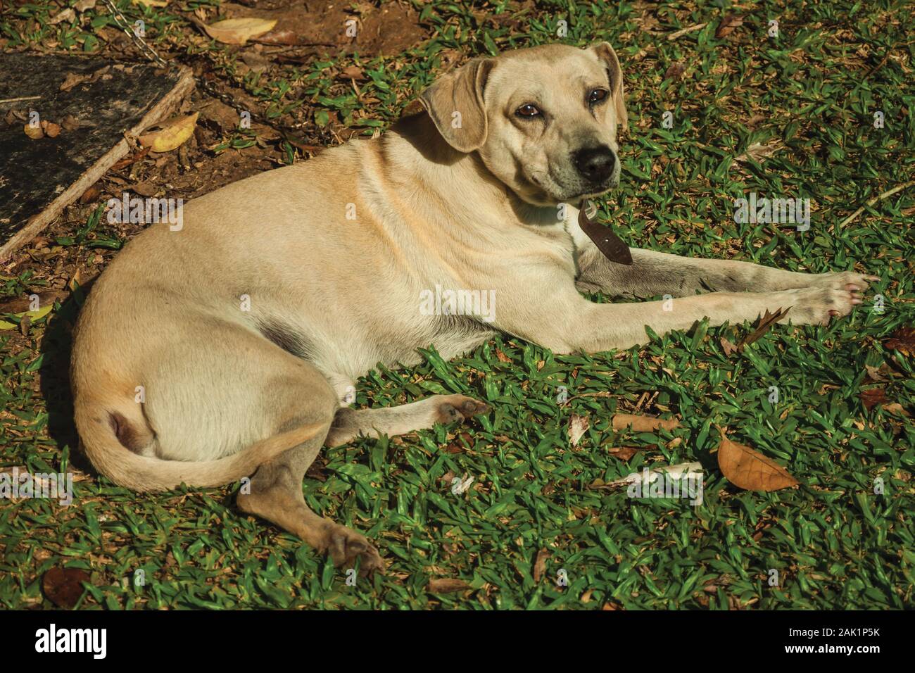 Simpatico labrador retriever razza dog sitter su prato verde, a guardia di una fattoria vicino a Bento Goncalves. Un paese produttore di vino città nel sud del Brasile. Foto Stock