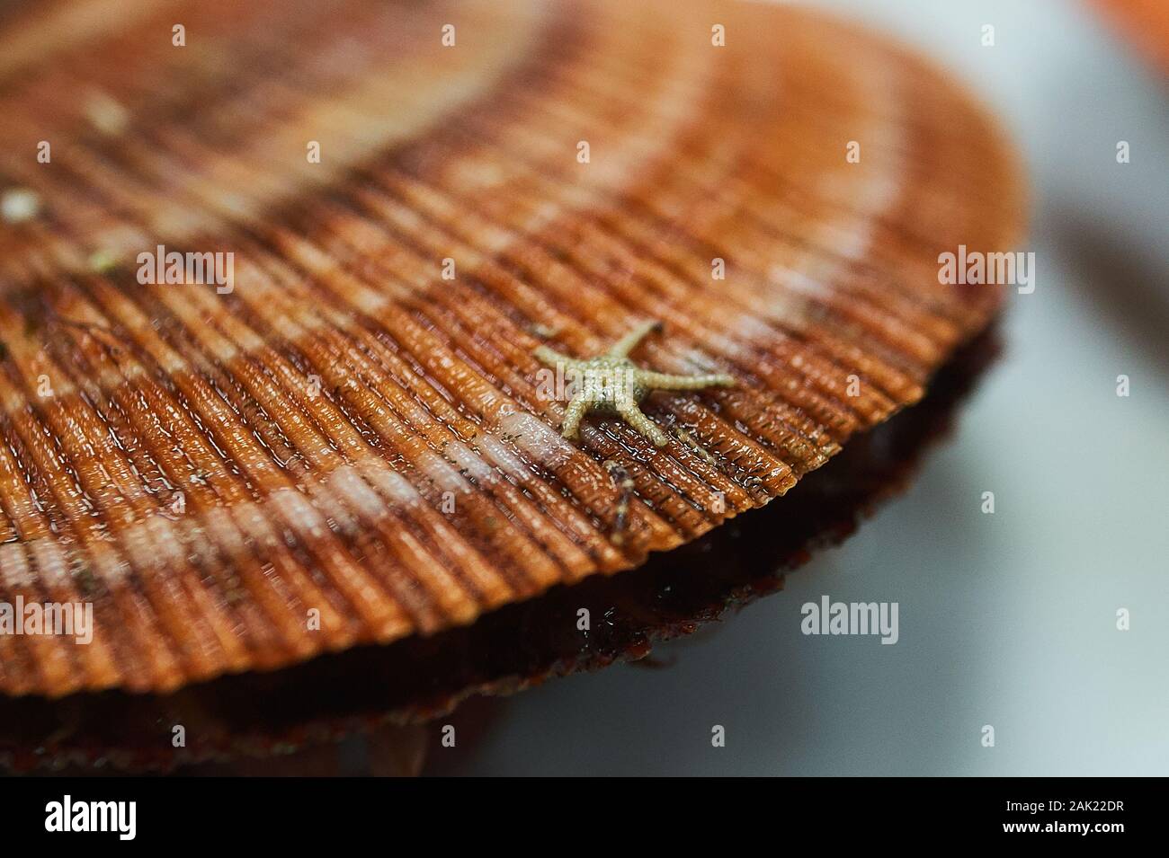 Crudo fresco quahog nel sacco su ghiaccio,close up Foto Stock