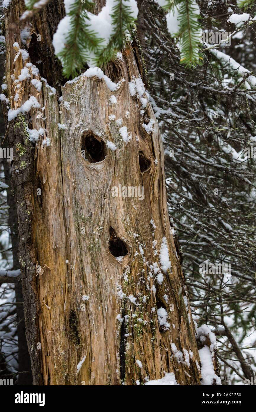 Moncone cava con knothole occhi e bocca in settembre nel Parco Nazionale di Yoho, British Columbia, Canada Foto Stock