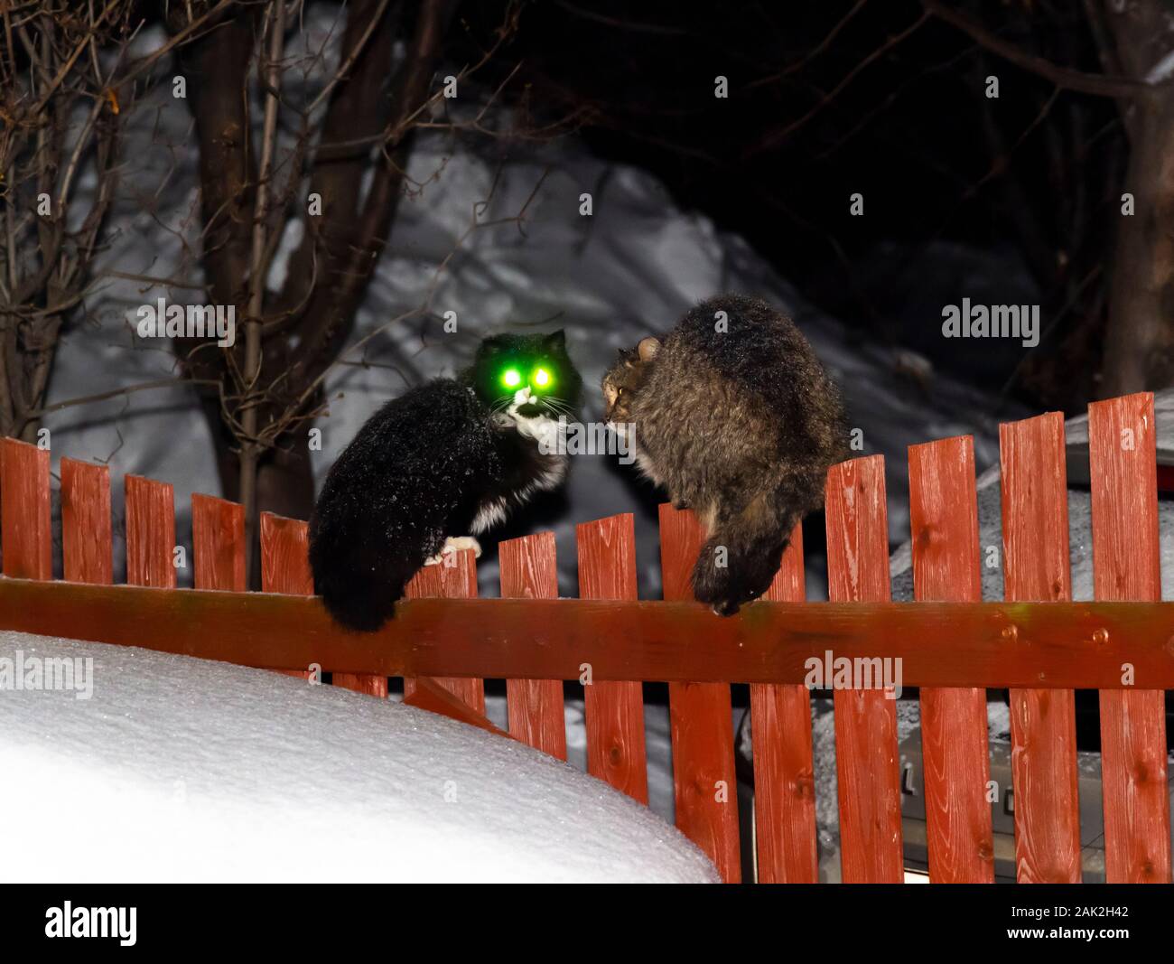 Due gatti sono seduti sul recinto di notte. Uno ha gli occhi verdi. Foto Stock