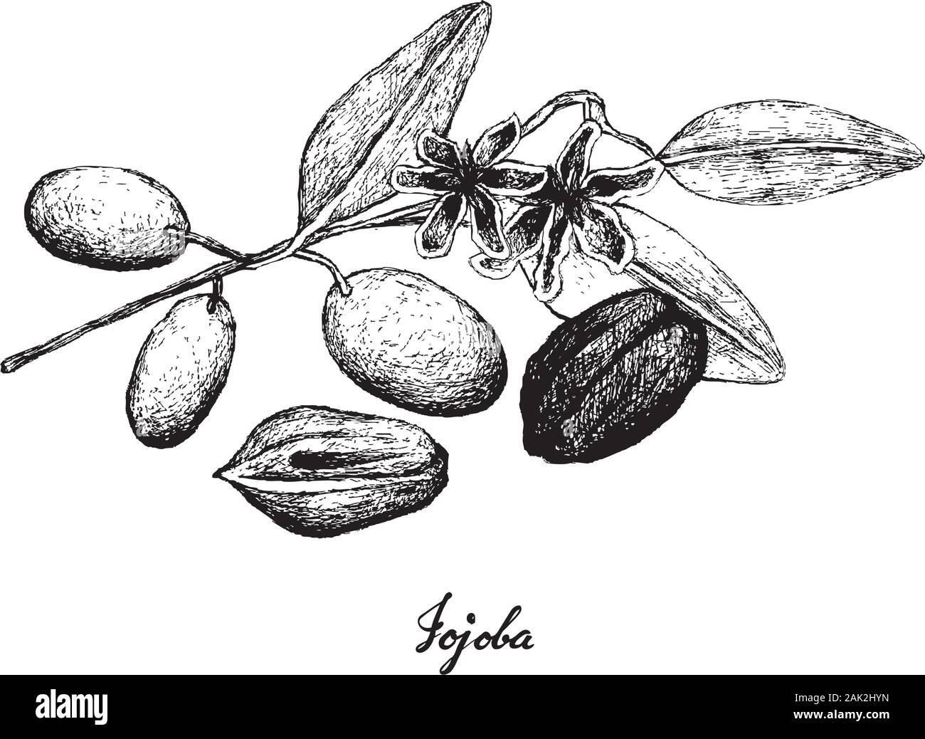 Illustrazione di mano il bozzetto Simmondsia Chinensis o Jojoba dadi e sementi, utilizzato per il trattamento di acne, psoriasi, scottature e pelle screpolata. Illustrazione Vettoriale