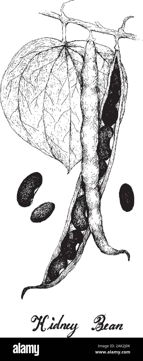 Illustrazione disegnata a mano schizzo di rosso fresco cialde di rene con foglie verdi su un impianto, utilizzato in ricette dolci e salate. Illustrazione Vettoriale