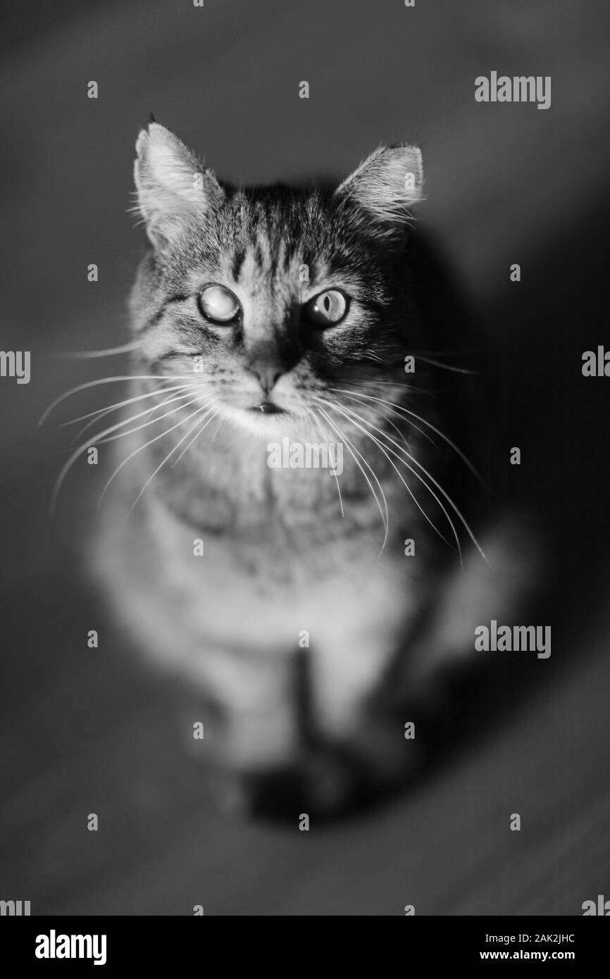 Gatto adulto con un malaticcio colore degli occhi tabby si siede sul pavimento Foto Stock Gatto adulto con un malaticcio colore degli occhi tabby si siede sul pavimento Foto Stock