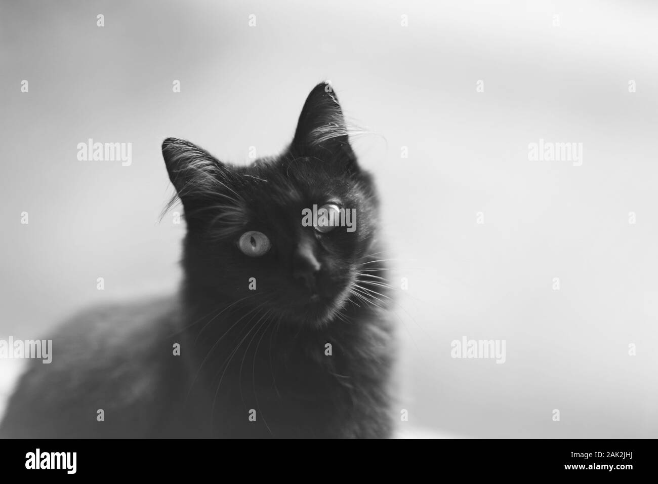 Bel muso di un giovane nero fluffy gatto con gli occhi a mandorla Foto Stock