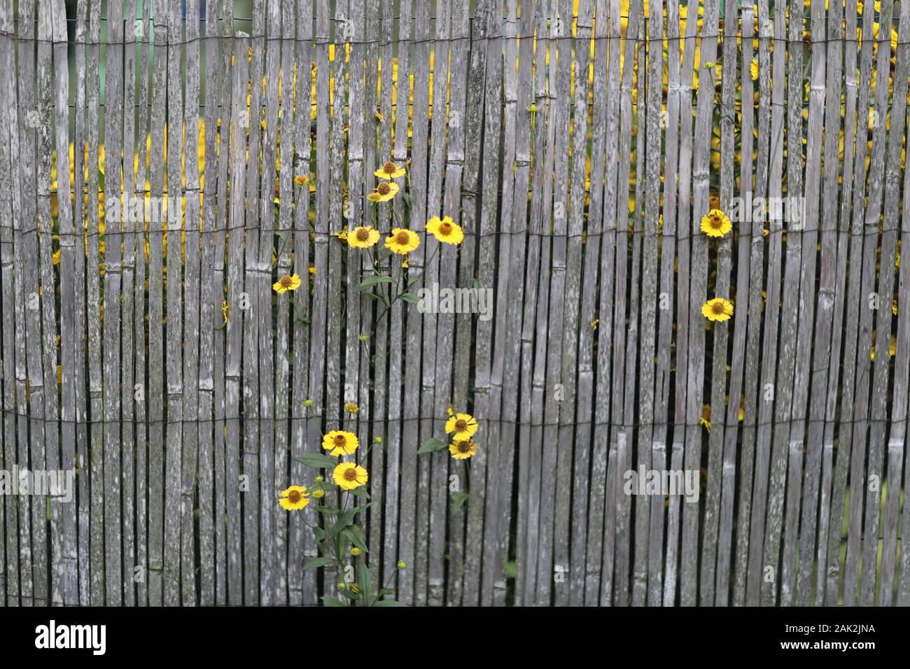 Fiori di colore giallo di un impianto di rudbeckia contro lo sfondo di un vecchio recinto reed Foto Stock Fiori di colore giallo di un impianto di rudbeckia contro lo sfondo di un vecchio recinto reed Foto Stock