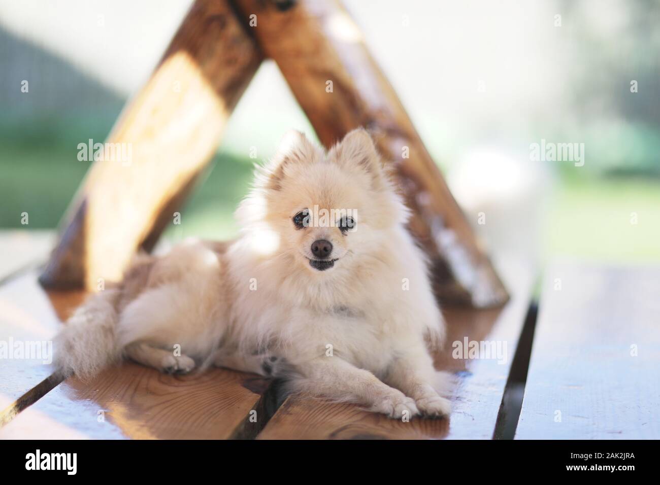 Un piccolo cane peloso di razza di Spitz si siede su una tavola di legno banco laccato Foto Stock Un piccolo cane peloso di razza di Spitz si siede su una tavola di legno banco laccato Foto Stock