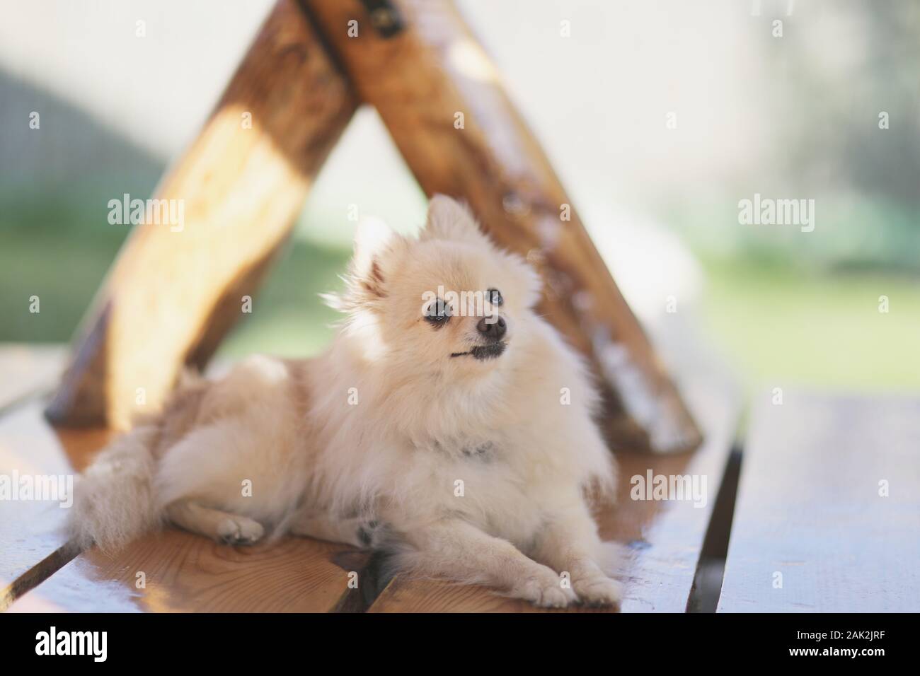 Un piccolo cane peloso di razza di Spitz si siede su una tavola di legno banco laccato Foto Stock Un piccolo cane peloso di razza di Spitz si siede su una tavola di legno banco laccato Foto Stock