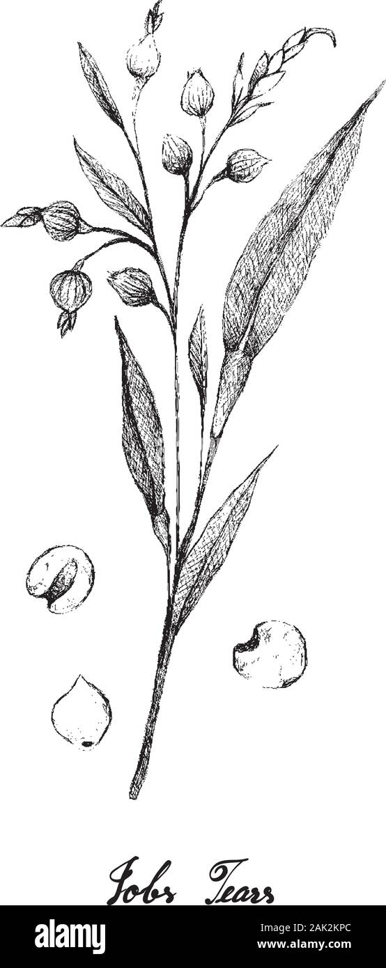 Illustrazione disegnata a mano schizzo di i Tears, Coixseed, strappo erba, Hato Mugi, Adlay o Adlai isolati su sfondo bianco. Illustrazione Vettoriale