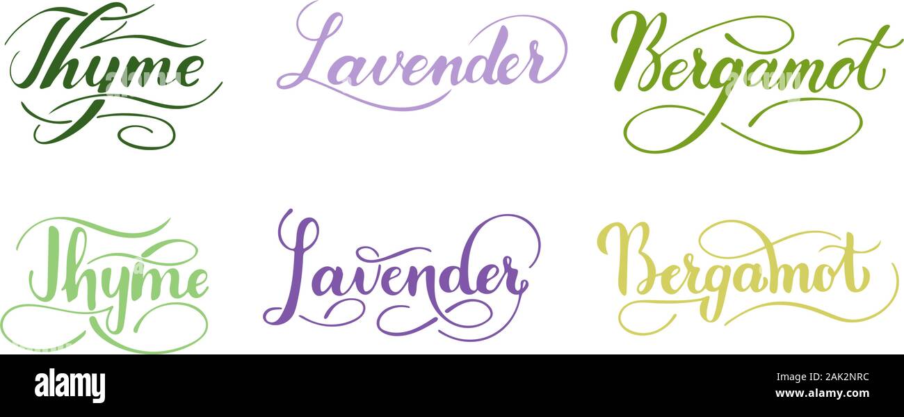 Vector scritto a mano insieme di erbe isolati su sfondo bianco. Cucina sana le erbe e le spezie per cucinare. Script brushpen lettering con fiorisce Illustrazione Vettoriale