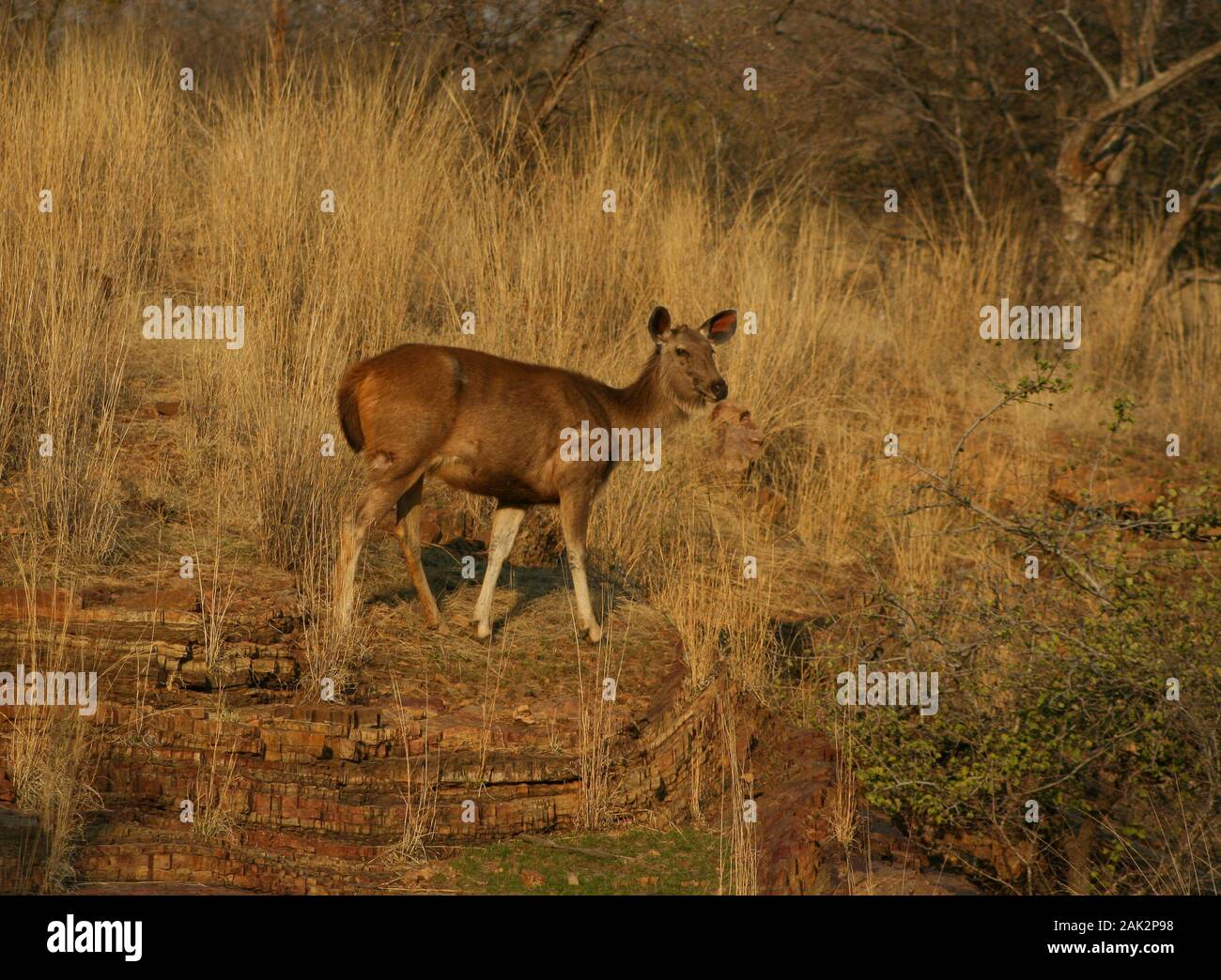 Sambar Deer - al Parco Nazionale di Ranthambhore (India) Foto Stock