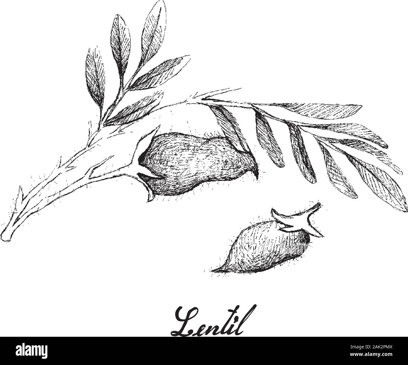 Vegetali, illustrazione di mano il bozzetto freschi o lenticchia Lens culinaris pianta con cialde isolati su sfondo bianco. Illustrazione Vettoriale