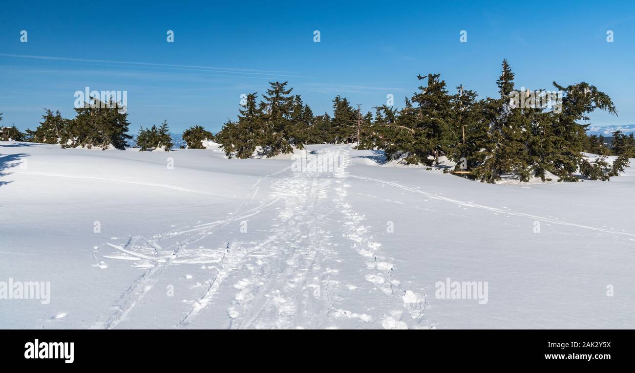 Coperta di neve sentiero escursionistico con pochi piccoli alberi e cielo chiaro in inverno Mala Fatra montagne in Slovacchia Foto Stock