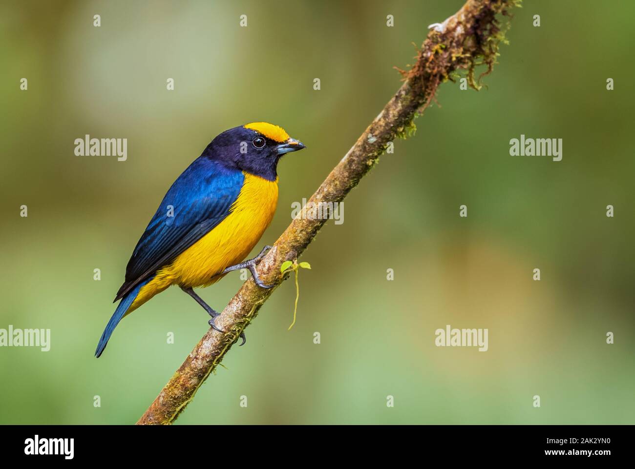 Arancio-panciuto Euphonia - Euphonia xanthogaster, piccola e bella finch dalle Ande occidentali, Mindo, Ecuador. Foto Stock