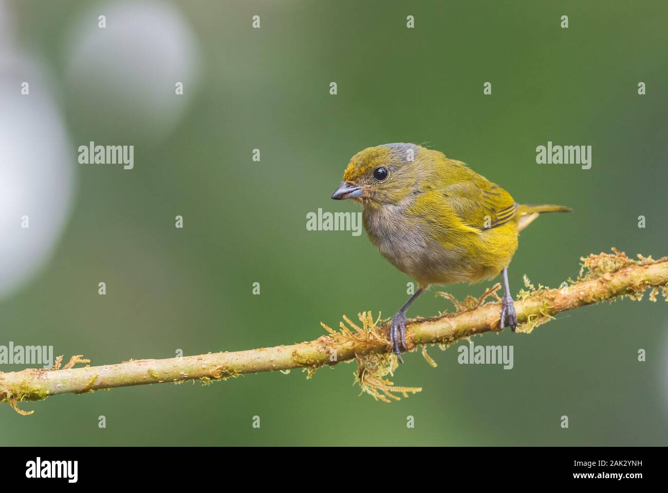 Arancio-panciuto Euphonia - Euphonia xanthogaster, piccola e bella finch dalle Ande occidentali, Mindo, Ecuador. Foto Stock