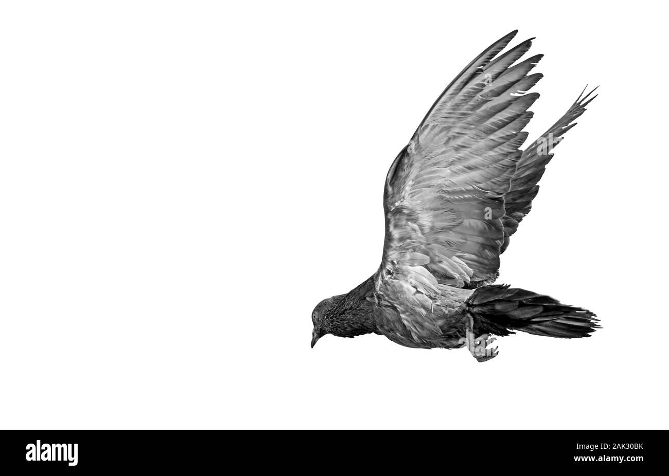 Primo piano Rock Piccione volare in aria isolato su sfondo bianco con percorso di clipping, in bianco e nero Foto Stock