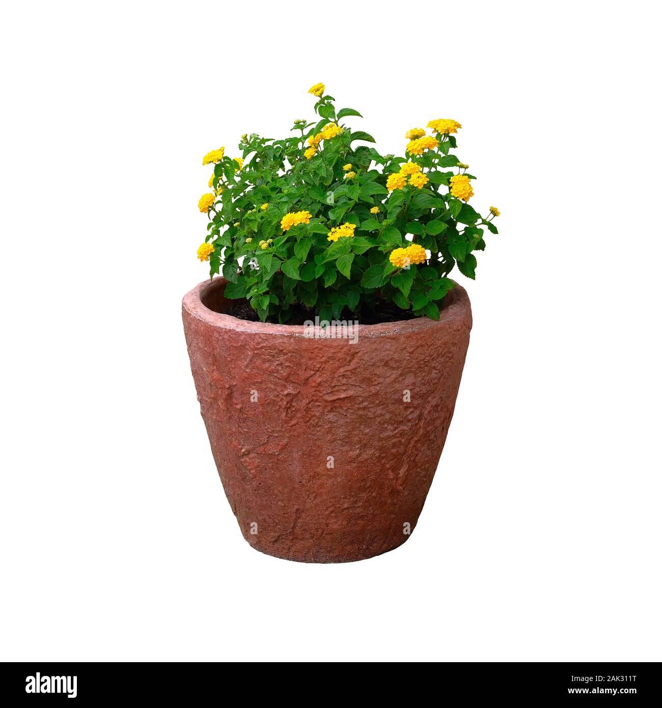 Pentola con bussola della pianta verde con fiori di colore giallo per la progettazione paesaggistica, isolato su sfondo bianco. Boccola con un fresco e succoso e foglie in vaso in terracotta. Foto Stock