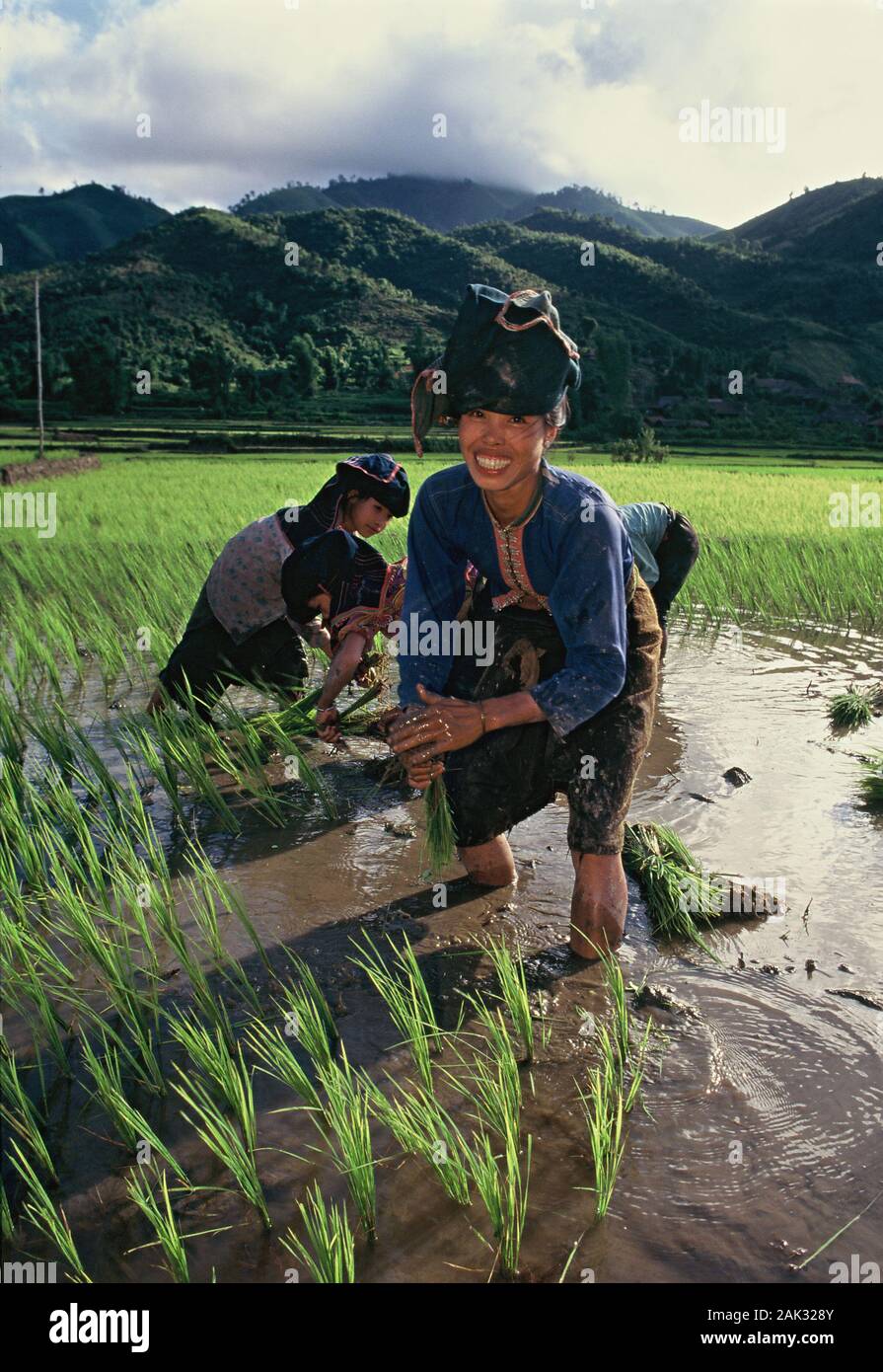 Un agricoltore il trapianto di bulbi di riso in una risaia nel nord del Vietnam. Oggi il Vietnam è il secondo maggior esportatore di riso. (Non datato pictu Foto Stock