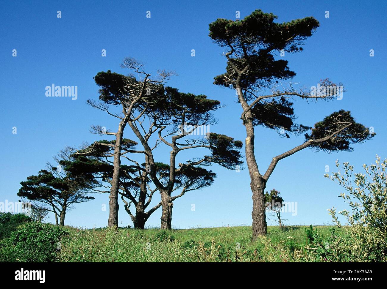 Relitti di una foresta di pini stand presso il Moulin Huet Bay nei pressi di San Martino a sud dell'isola di Guernsey. Guernsey è una delle cinque isole Norm Foto Stock