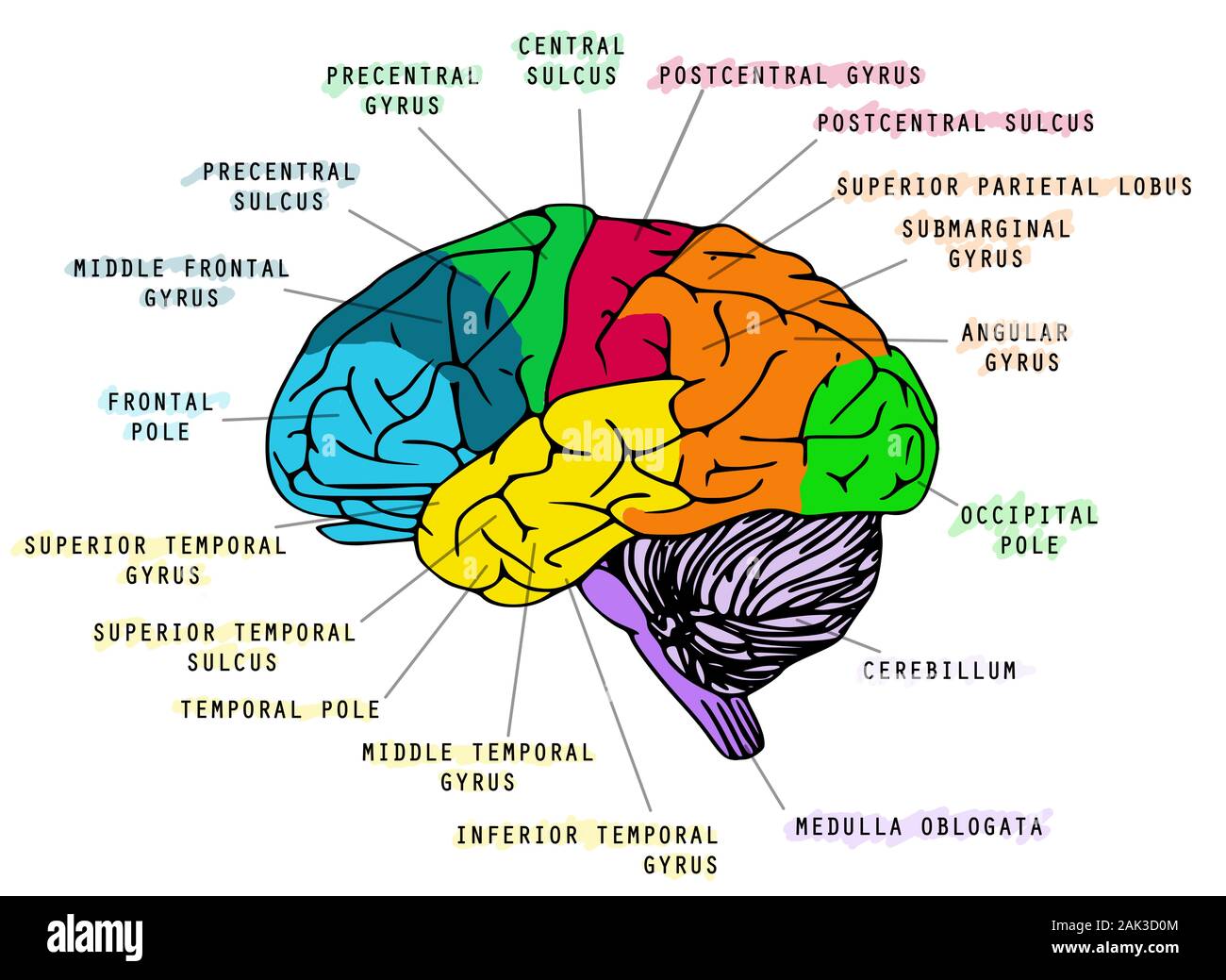 Illustrazione del cervello umano's anatomy su sfondo bianco. La soluzione ideale per la scuola prenota Foto Stock