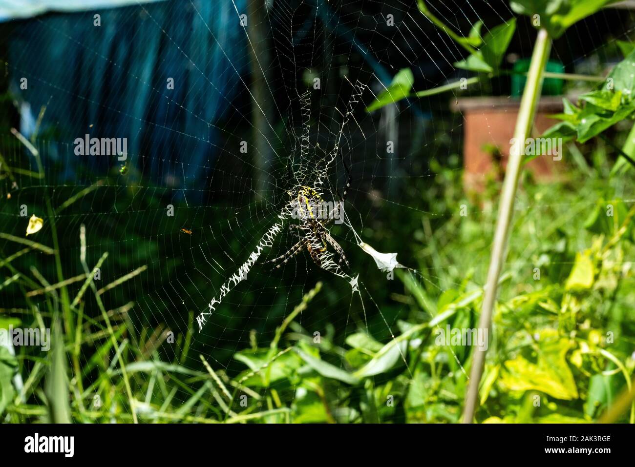 Ragno WASP di Borneo - Argiope bruennichi Foto Stock