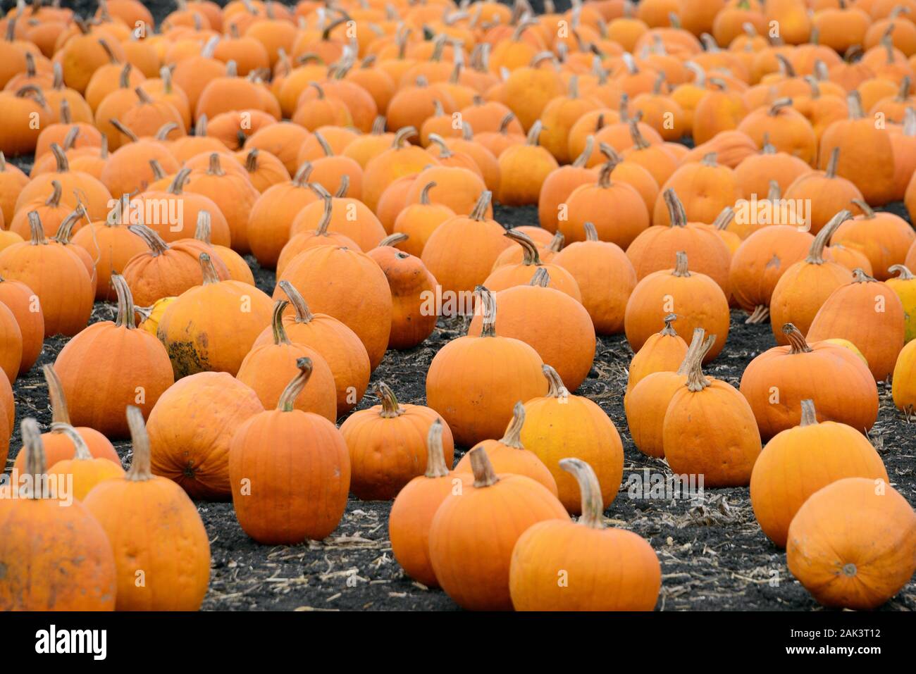 KŸrbis Feld am Rande des Highway 1, San Mateo County, Kalifornien, STATI UNITI D'AMERICA Foto Stock