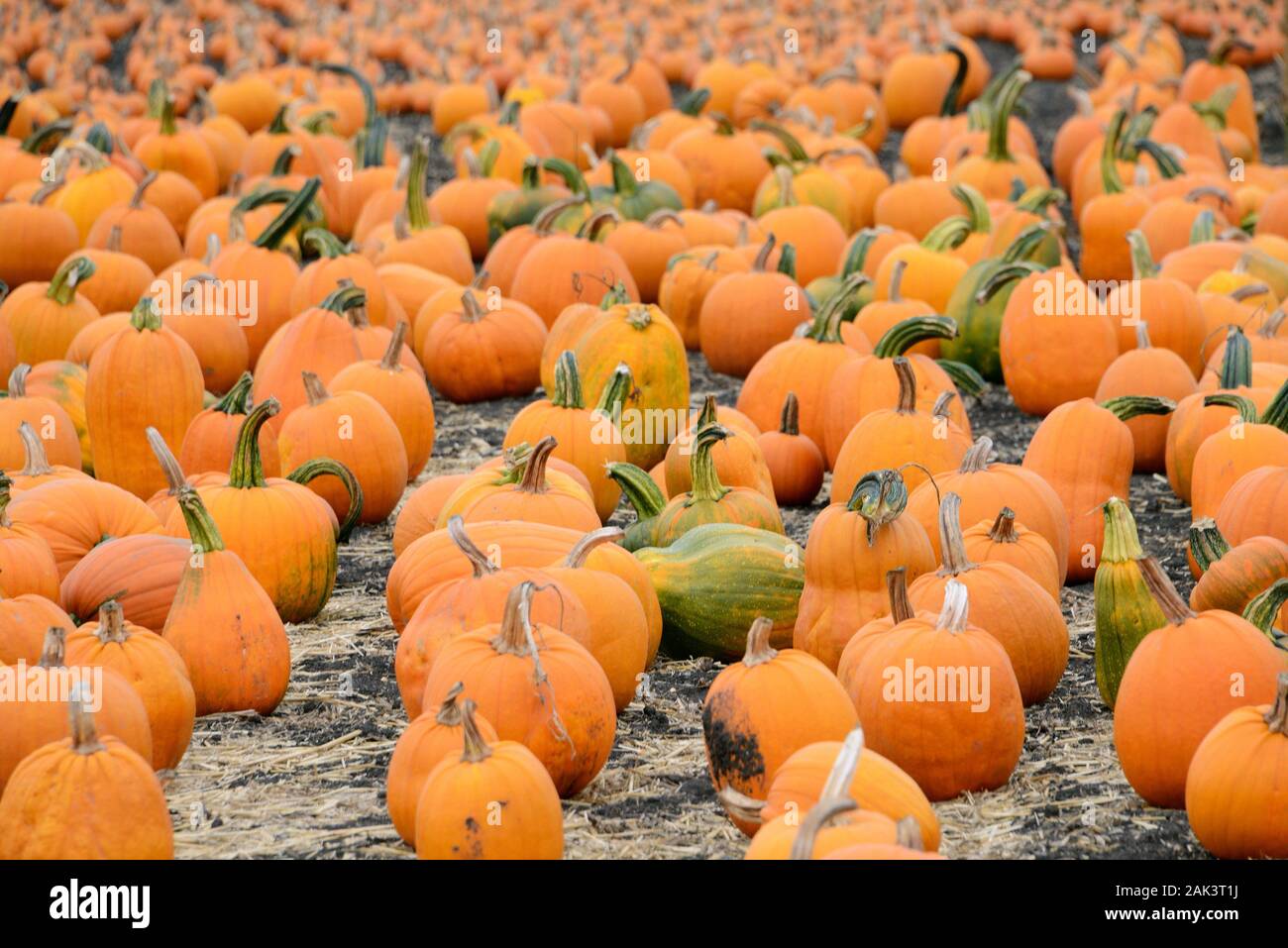 KŸrbis Feld am Rande des Highway 1, San Mateo County, Kalifornien, STATI UNITI D'AMERICA Foto Stock