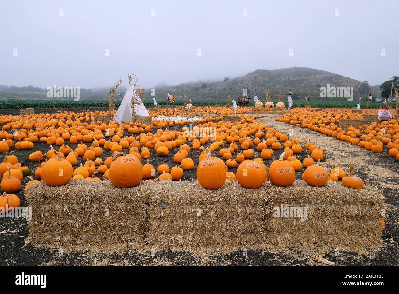 KŸrbis Feld am Rande des Highway 1, San Mateo County, Kalifornien, STATI UNITI D'AMERICA Foto Stock