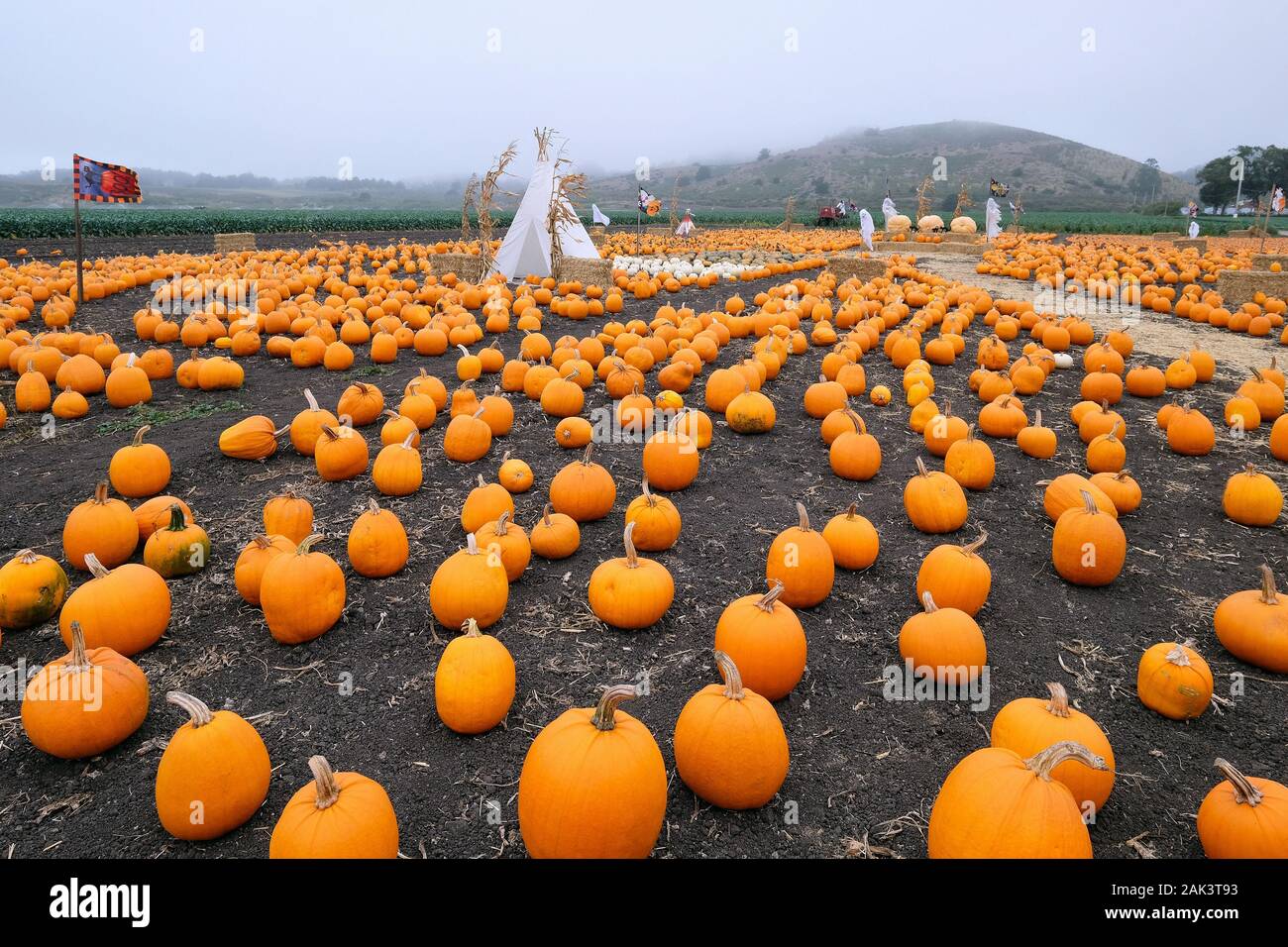 KŸrbis Feld am Rande des Highway 1, San Mateo County, Kalifornien, STATI UNITI D'AMERICA Foto Stock