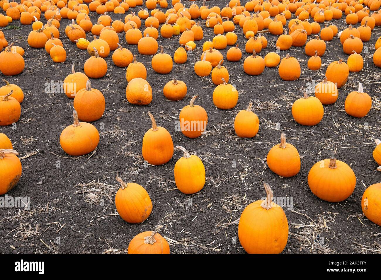 KŸrbis Feld am Rande des Highway 1, San Mateo County, Kalifornien, STATI UNITI D'AMERICA Foto Stock