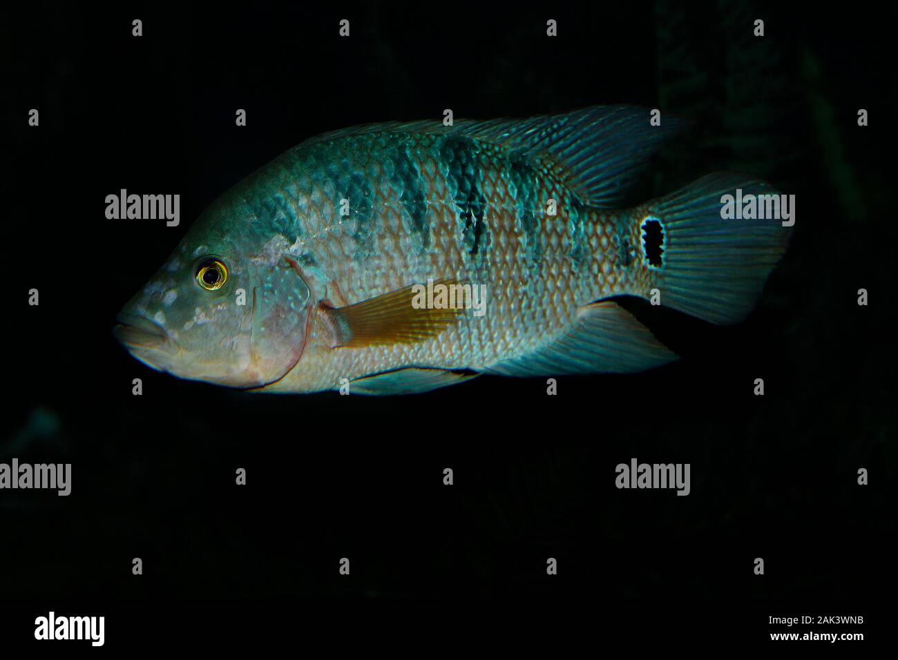 Peacock Cichlid, cichla ocellaris, pesci adulti dal Sud America Foto Stock