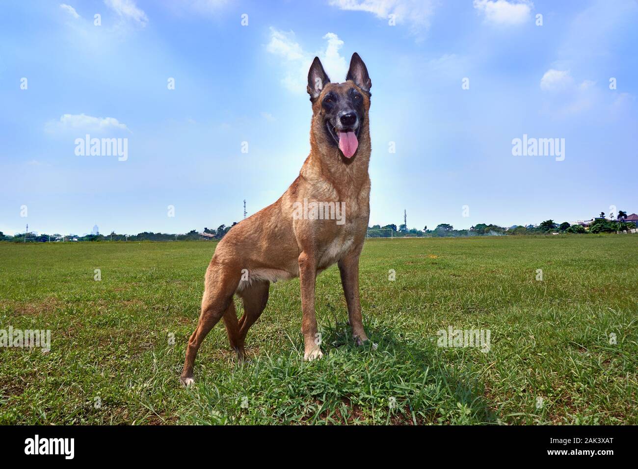 Una donna belga malinois in mezzo al campo che posa. una giornata di sole durante l'estate, cielo azzurro e limpido Foto Stock