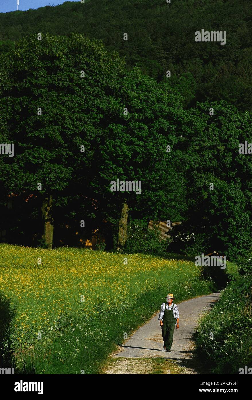Un agricoltore in modo attraverso il verde paesaggio delle Noller burrone nel paese di Osnabrück, Germania. Non datata (foto) | utilizzo in tutto il mondo Foto Stock