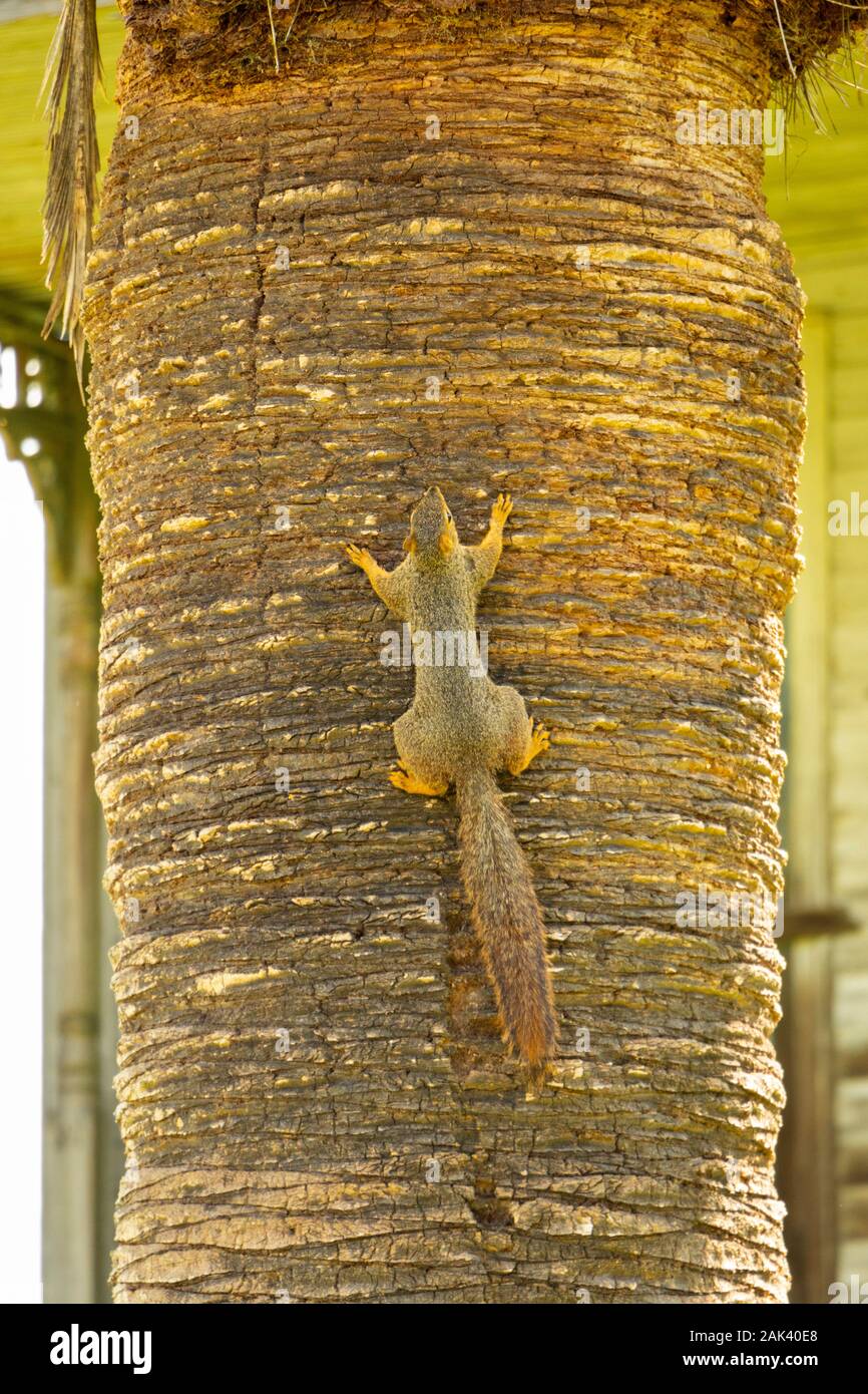 Close up di scoiattolo rampicante su una piantagione in Louisiana Foto Stock