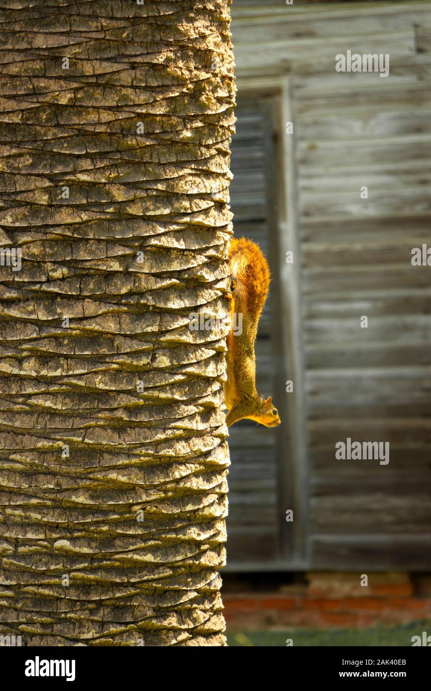 Close up di scoiattolo rampicante su una piantagione in Louisiana Foto Stock