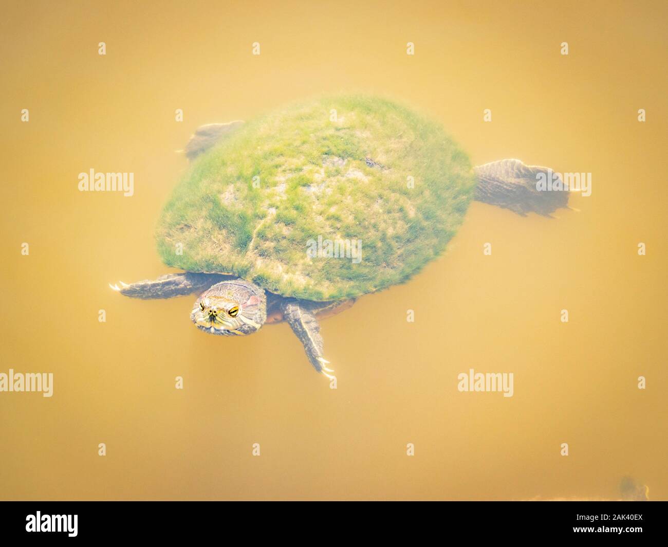 La tartaruga o terrapins nuoto in stagno in Park di New Orleans in Louisiana Foto Stock